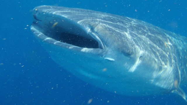 Maravilloso tiburon ballena
